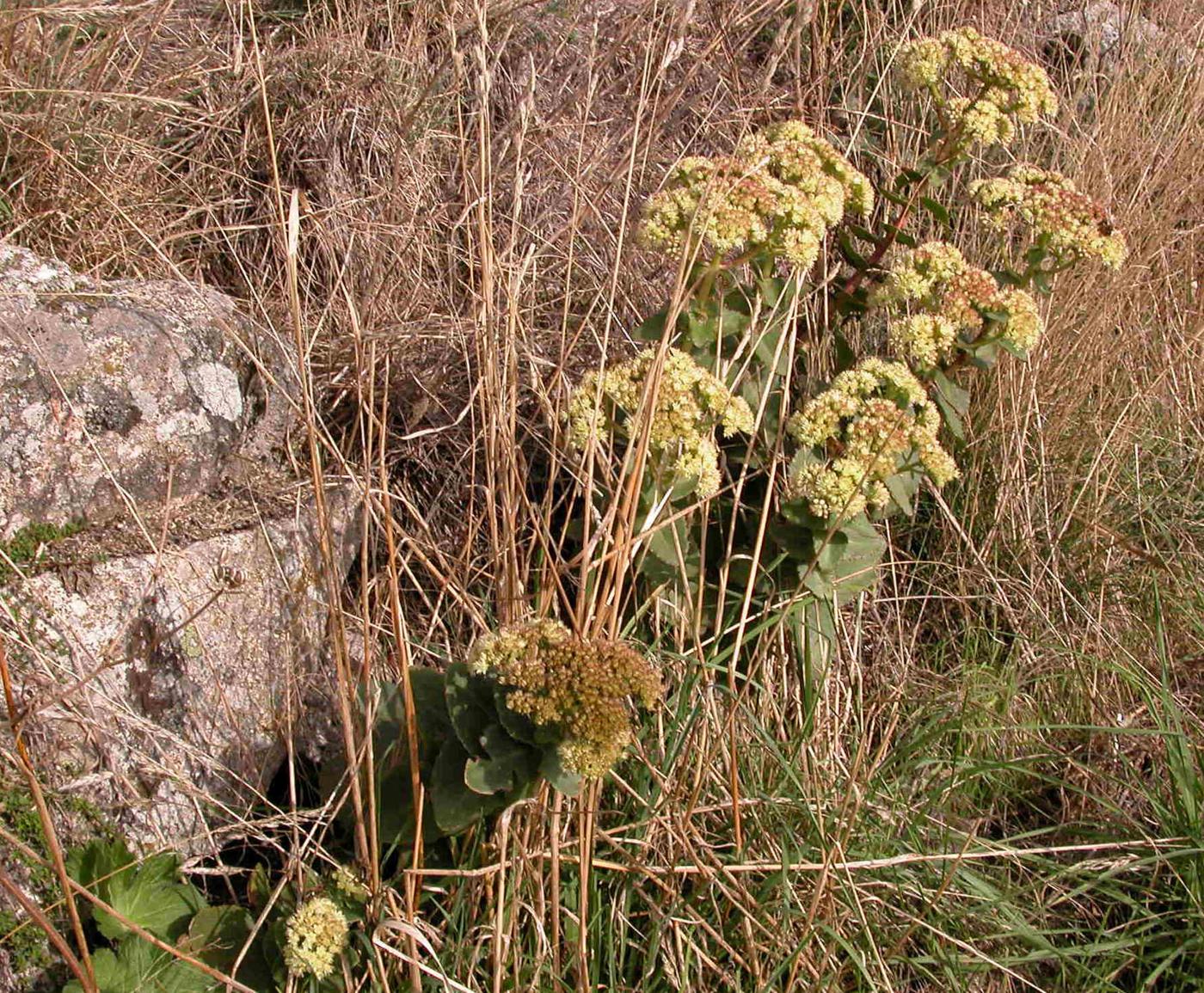 Orpine, (Large) plant